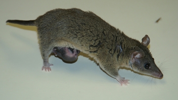 Researchers look for immunological solutions in opossums
