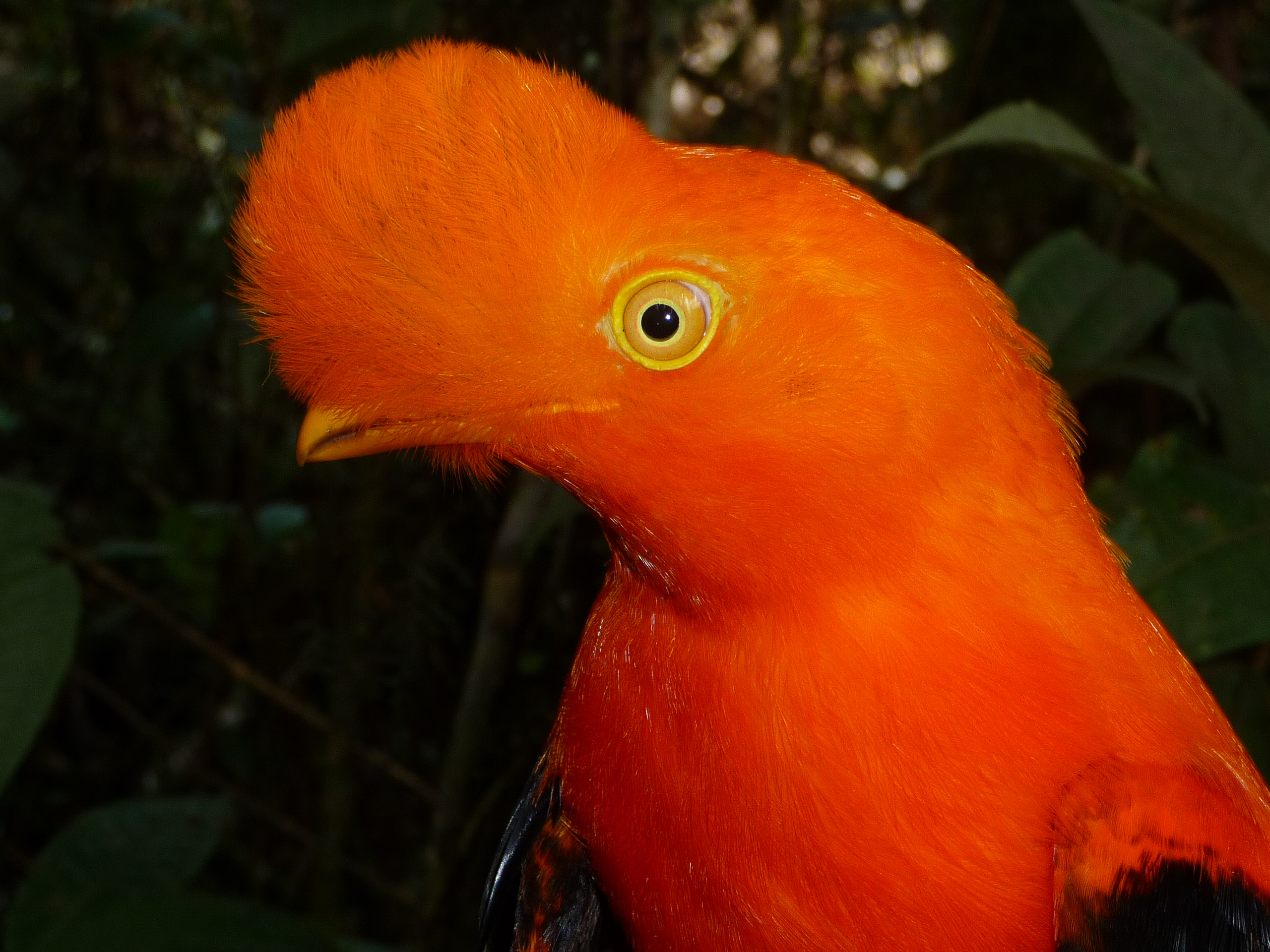 Schmitt_2008_Rupicola_peruviana