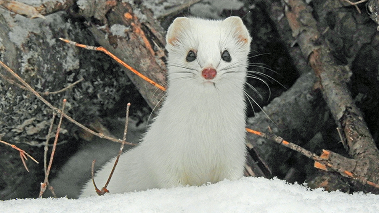 Genetic diversity of weasels