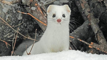 Jocelyn Colella receives 2021 Popejoy Dissertation Prize for research on weasels
