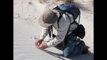 UNM team finds new species of moth