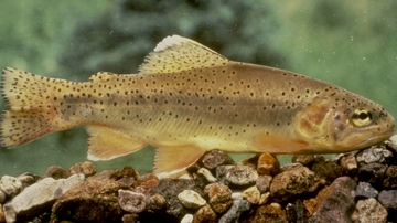 UNM biologists use genomic sequencing to inform preservation efforts for Gila trout 