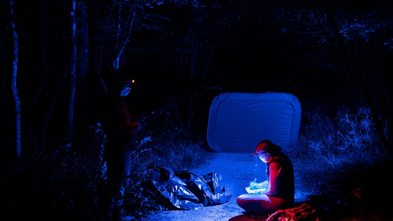 Research illuminates the language of fireflies | UNM UCAM Newsroom