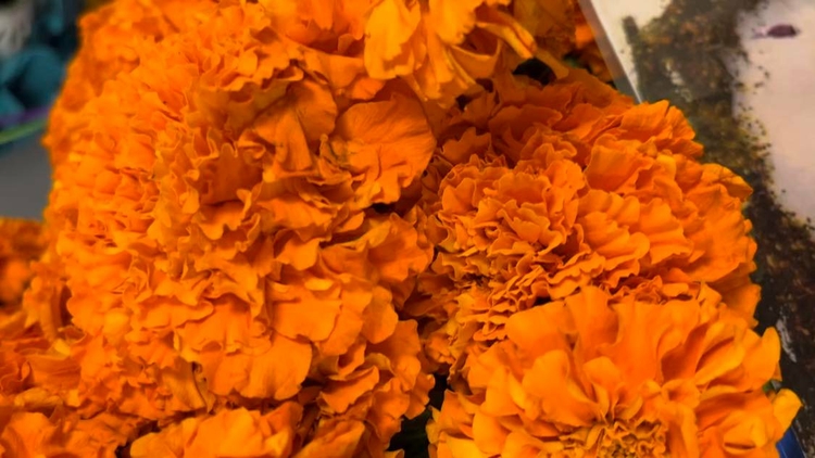 Marigold Flowers