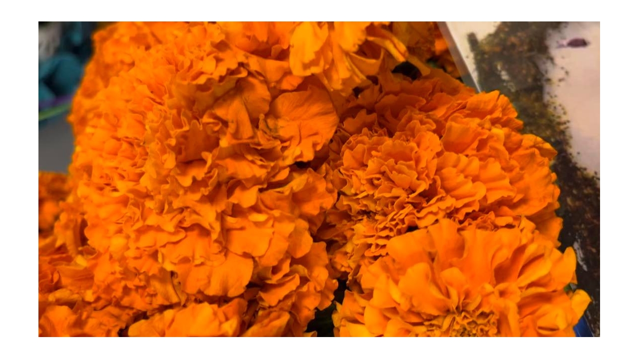 Marigold Flowers