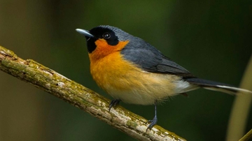Researchers use CARC resources to explain genetic histories of island birds
