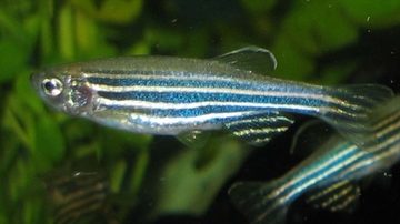 UNM biologists use zebrafish as model to understand loss of smell caused by COVID-19