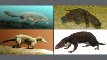 UNM professor lends perspective on ancient mammal brain research