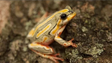 UNM professor gets NSF grant to study amphibians and impacts of environmental change