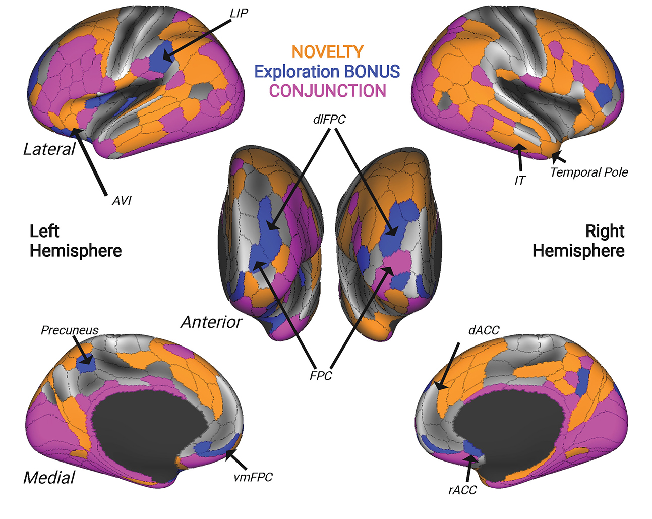Overlapping and distinct networks represent novelty and exploration. Neuron_R3