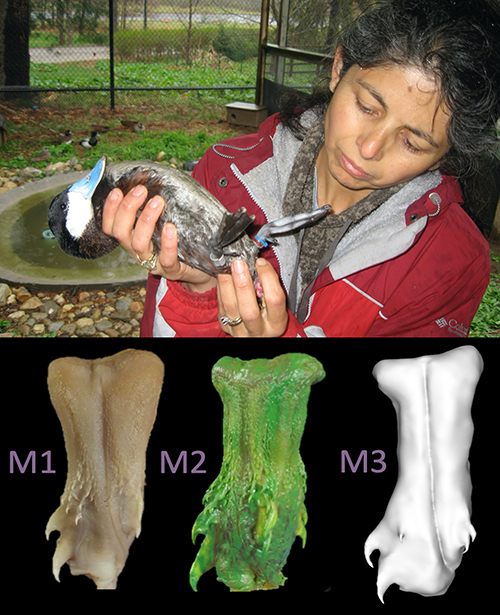 Snake hemipenes 