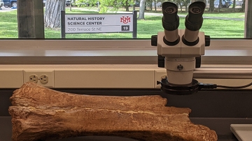 UNM poised to become an epicenter for fossil collection with opening of Natural History Science Center