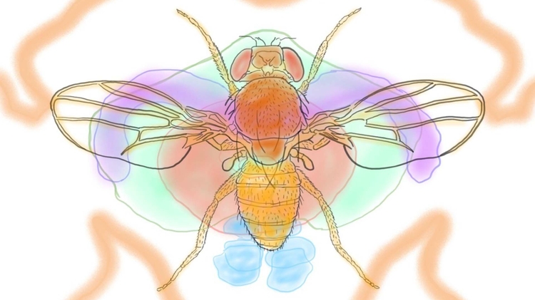 Drosophila fruit fly 