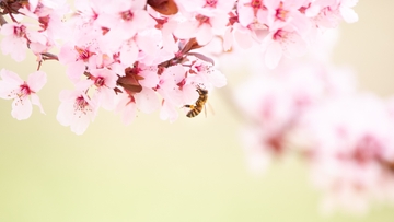New research from C&J professor is the bee's knees