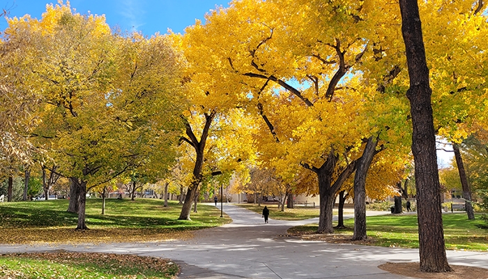 Fall on UNM's central campus