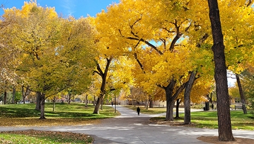 Fall on UNM's central campus