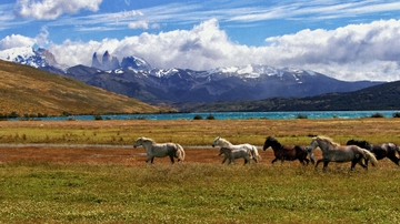 Research looks at origins of presence of horses in North America