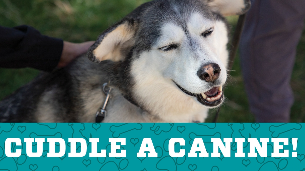 Cuddle a Canine event set for April 20 | UNM UCAM Newsroom