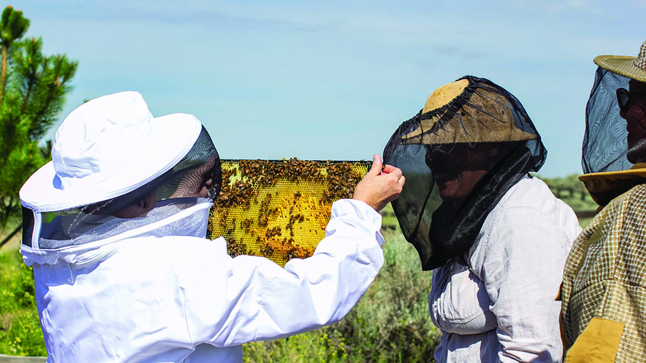 ‘Bee-ing’ a part of the pollinator conservation movement | UNM UCAM ...
