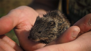 Tracking the impacts of climate change on food webs in high-latitude ecosystems