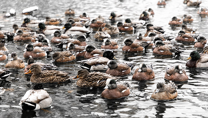 Ducks in the cold