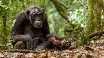 New study: Chimp moms play with kids through good times and bad