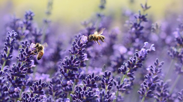 Bees and climate change