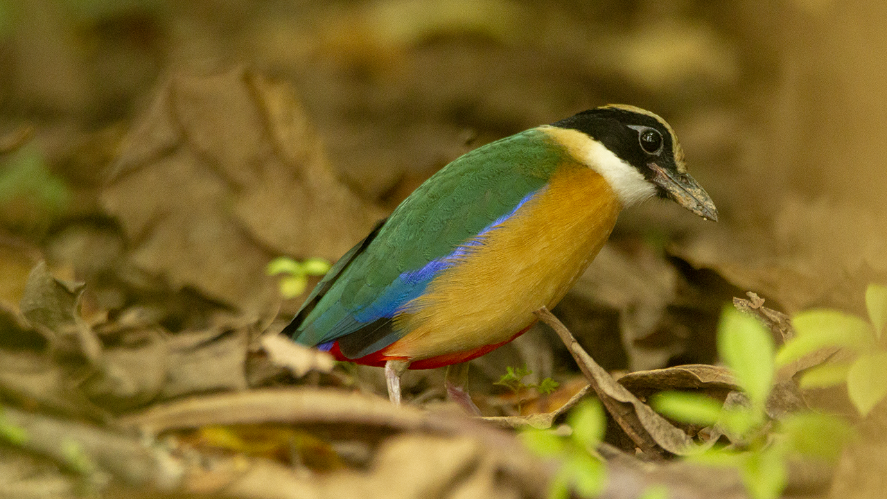 A colorful Blue-winged Pitta 