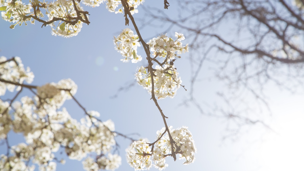 UNM Flowers-4