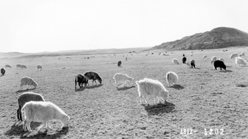New Maxwell exhibition examines federal attack on Diné livestock, lifestyle during Dust Bowl
