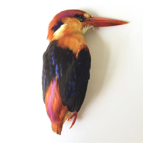 Black-backed Kingfisher