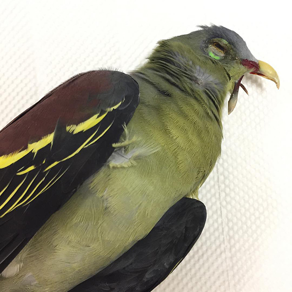 Thick-billed Green Pigeon deceased