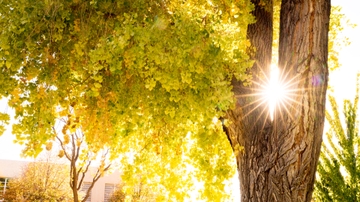 UNM recognized with Tree Campus Higher Education Designation