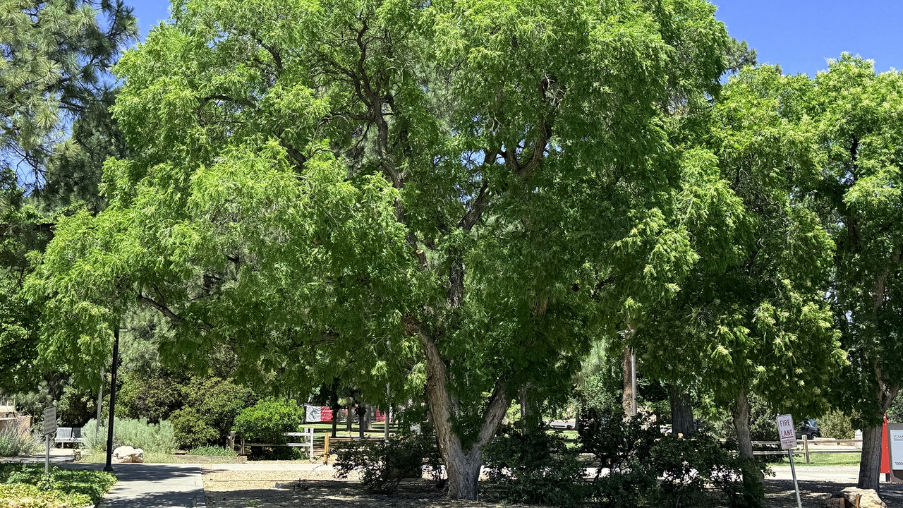 University of New Mexico earns National Arboretum Accreditation, announces tree care updates