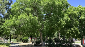UNM recognized for second consecutive year by Arbor Day Foundation ahead of annual celebration