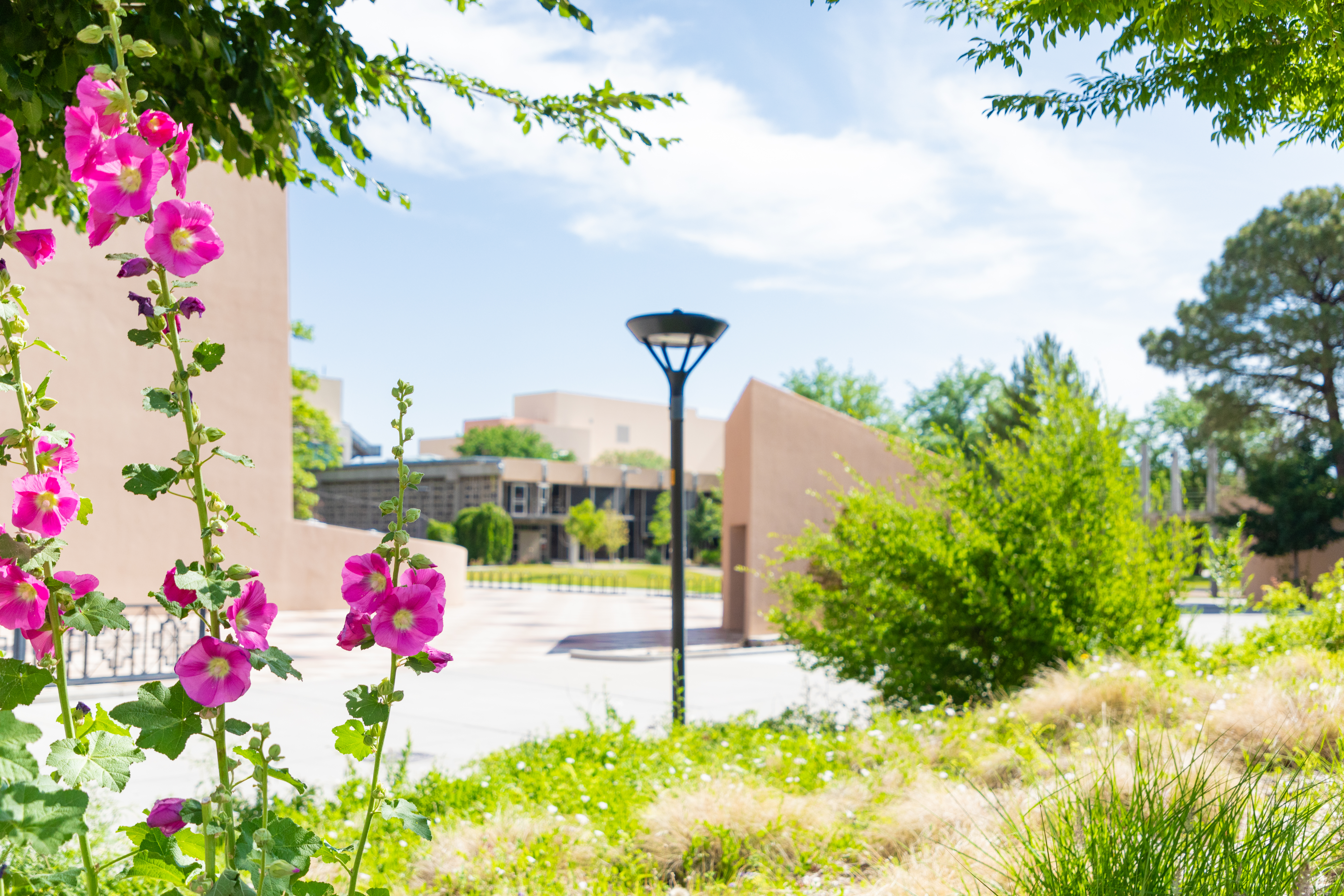 202506_UNM_CampusTextures_Summer_HyunjuBlemel-15