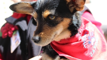 Cuddle a Canine brings comfort and joy to UNM community Oct. 23