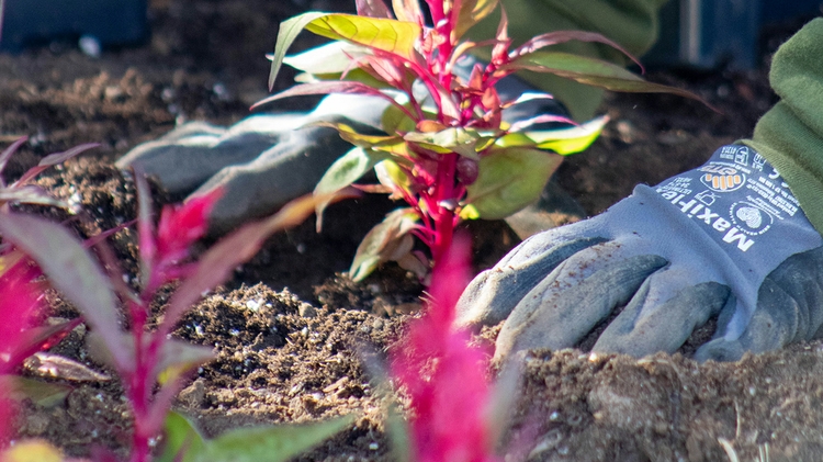 UNM landscapers finish 