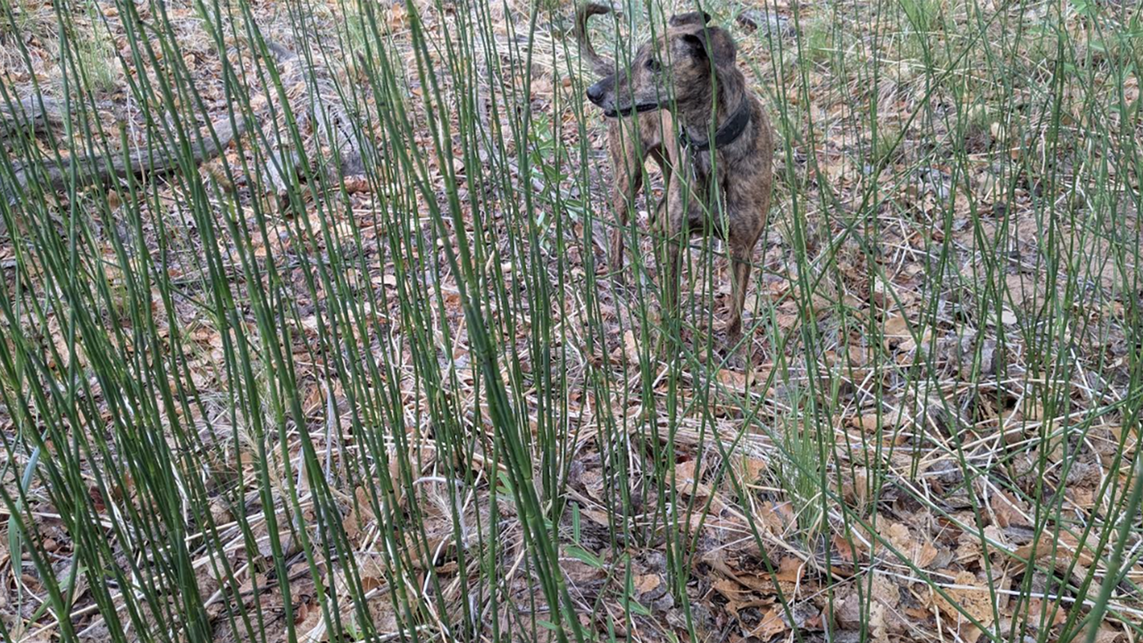 UNM-led study uses ancient plant to decode Earth's climate history