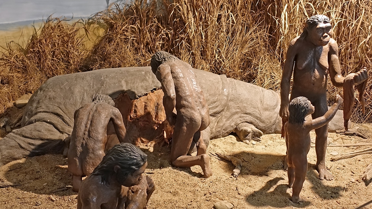 UNM anthropologist examines rare early human bones