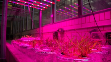 Plant research in the Department of Biology