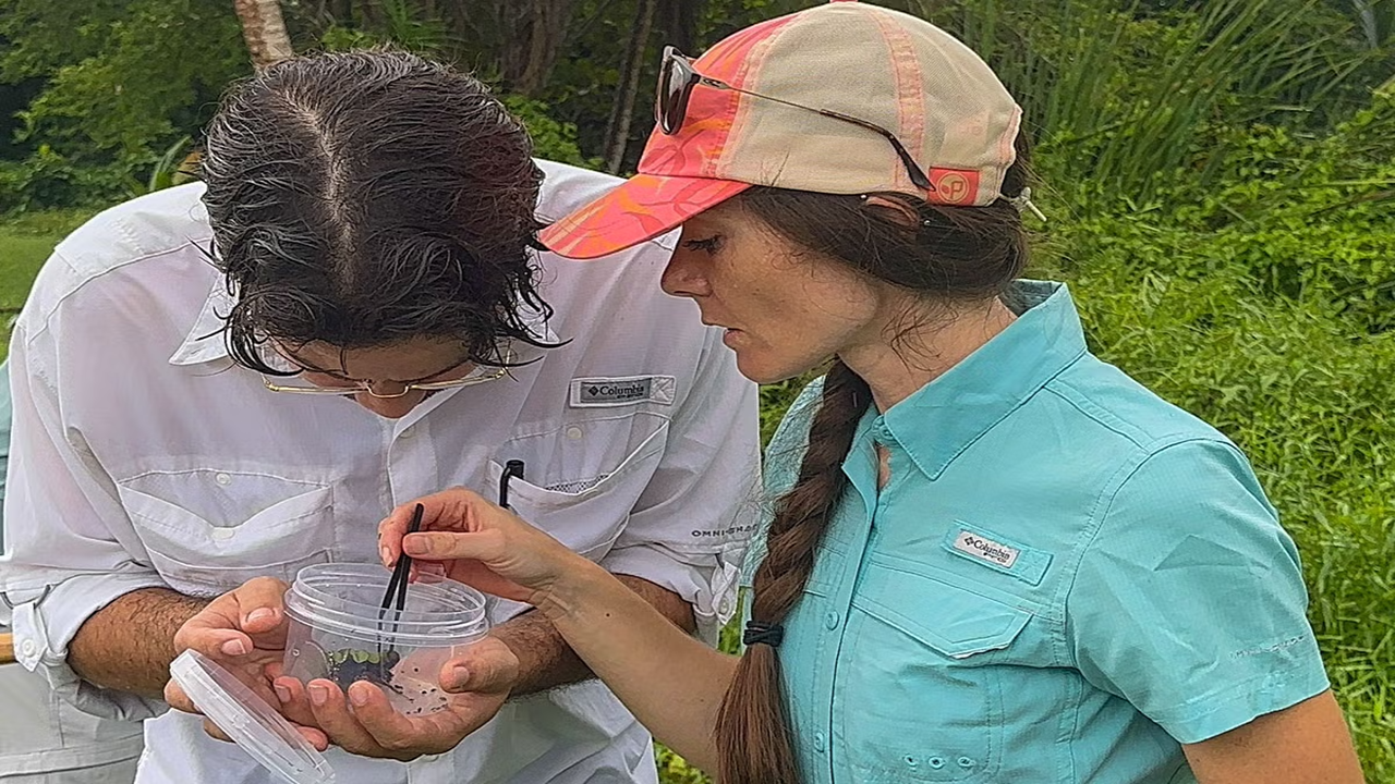 UNM biologists partner with PAHO to confirm elimination of parasitic disease
