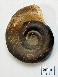 Biomphalaria glabrata snail
