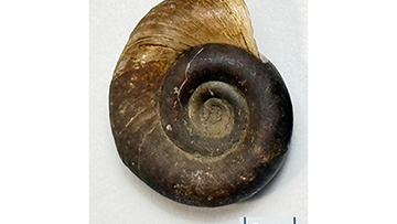 Biomphalaria glabrata snail