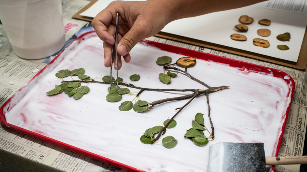 New UNM Herbarium curator continues legacy of women leading botanical discovery