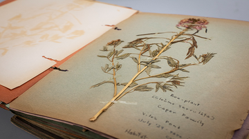 Gamba_herbarium 1