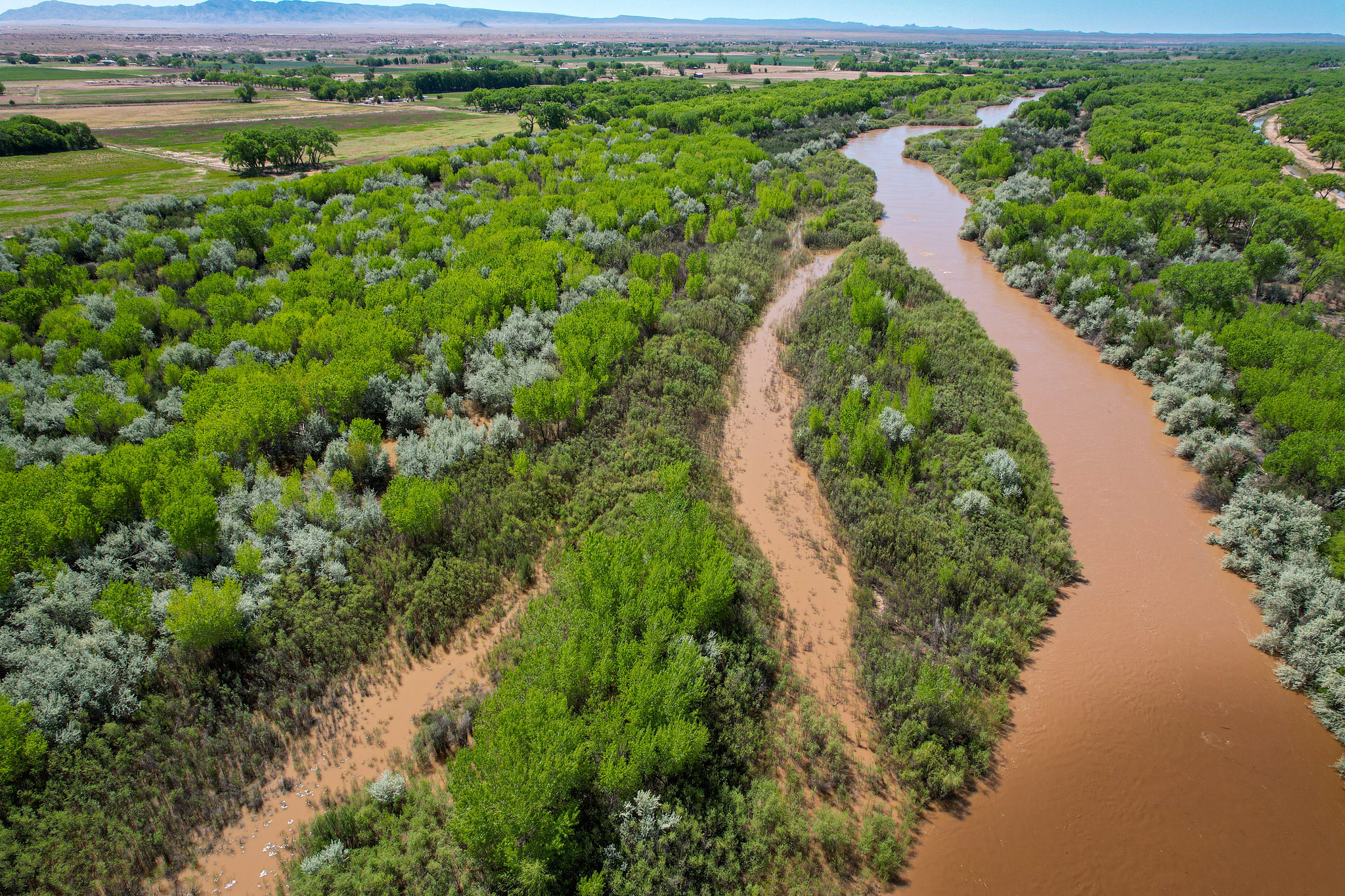 Flourishing habitat along the Rio Grande Bosque. Flourishing habitat along the Rio Grande.