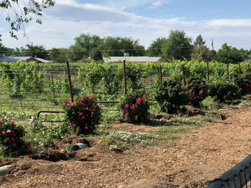 Photograph of a non-commercial farm. Credit: John Fleck, Utton Center, University of New Mexico School of Law. small_farm