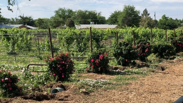small_farm