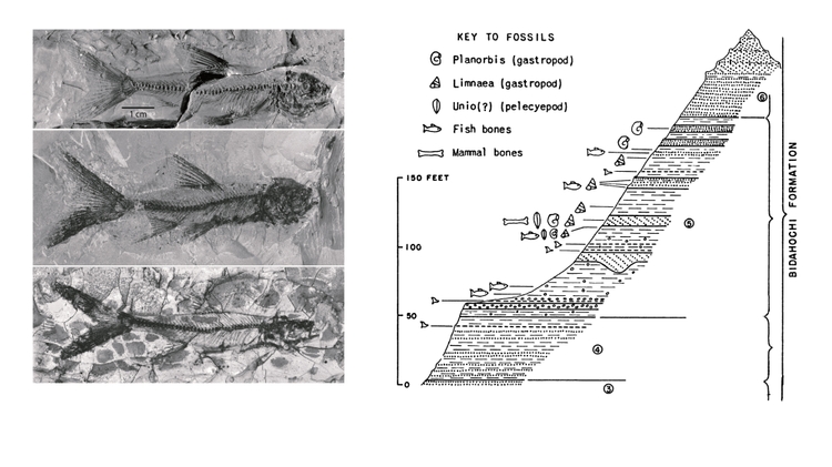 Bidahochi fish swam in swift-water rivers within a wetland habitat 